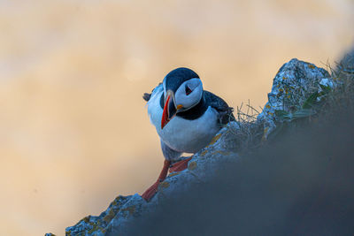 Puffin trying to establish nest site on a cliff face on rugged uk coastline 