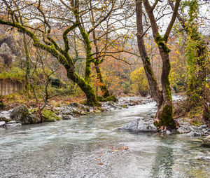 Trees by river in forest during autumn