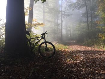 Bicycle on tree trunk in forest