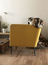 Cat sitting on chair at home