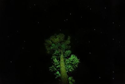 Trees at night