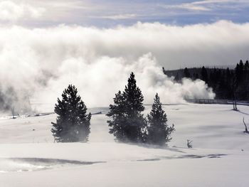 Trees on snow covered landscape against sky