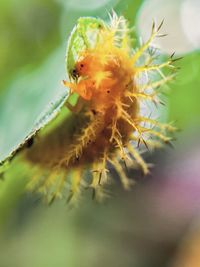 Close-up of insect on flower