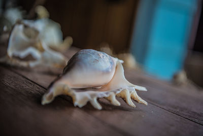 Close-up of shell on table