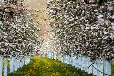 Flowers blooming on tree