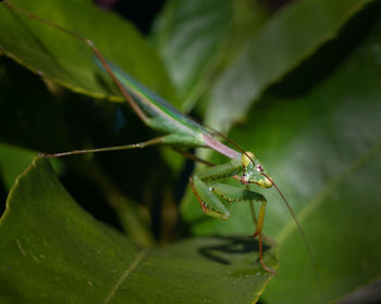 Close-up of insect on leaf