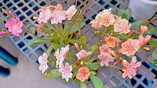 Close-up of flowers