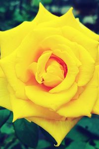 Close-up of yellow flower blooming outdoors