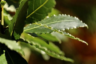 Close-up of raindrops on leaves