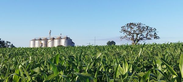 Scenic view of field against clear sky