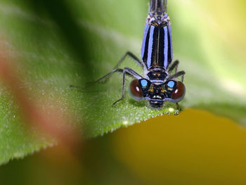 Close-up of insect