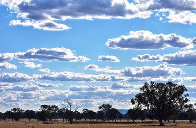 Trees on field against sky