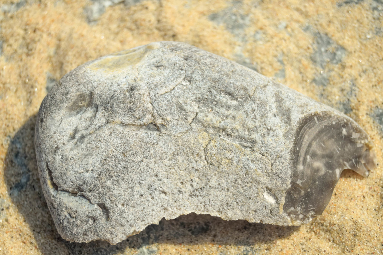 CLOSE-UP OF ANIMAL SCULPTURE