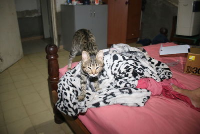 Cat resting on bed at home