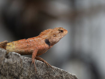 Close-up of a lizard on rock