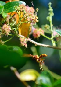 Close-up of insect on plant