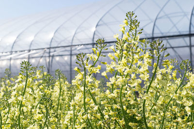 Close-up of plants growing in greenhouse