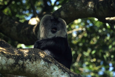 Low angle view of monkey sitting on tree