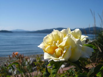 Close-up of yellow flowering plant against clear sky