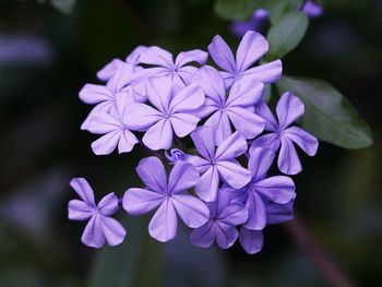 Close-up of purple flowers