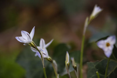 Close-up of crocus blooming outdoors