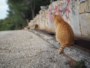 Cat outdoors