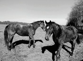 Horse standing on field