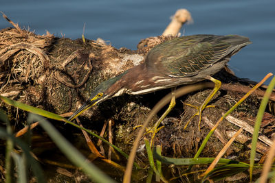 Bird perching against lake