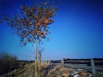 Trees on field against clear blue sky