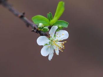 Close-up of white flowering plant