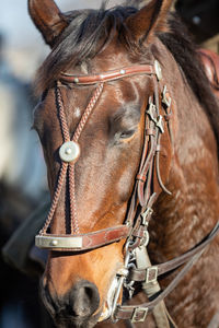 Head of a horse in gala harness with chestnut coloring.