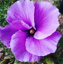 Close-up of purple flower