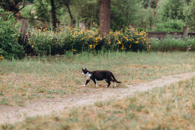 Side view of horse running in forest