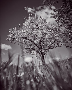 Close-up of cherry blossom tree on field