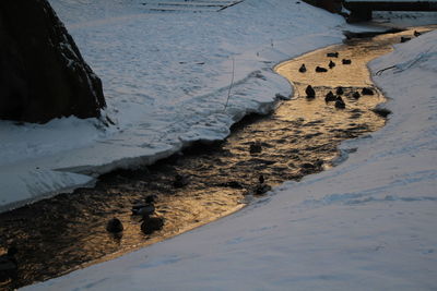 Birds swimming in river amidst frozen field