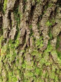 Close-up of moss growing on tree trunk