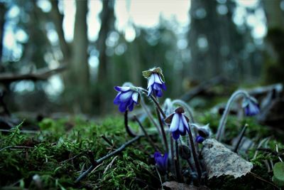 Close-up of purple crocus blooming outdoors