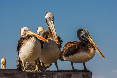 Low angle view of pelicans perching on roof against sky