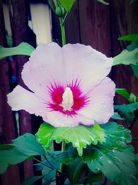 Close-up of flower blooming outdoors