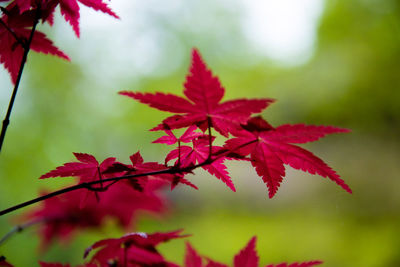 Close-up of maple leaves on tree