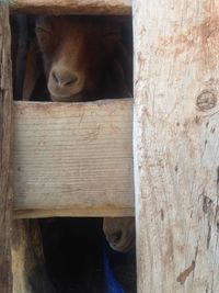 Close-up of cat on wood