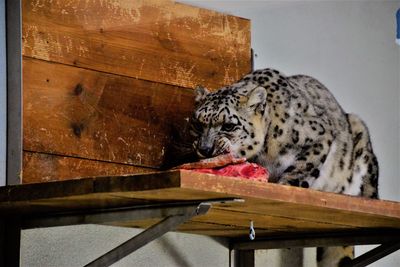 Cat sitting on wood