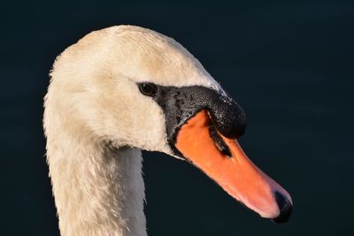 Close-up of white swan
