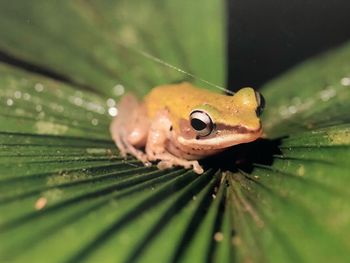 Close-up of insect on leaf