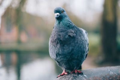 Close-up of pigeon perching on wood