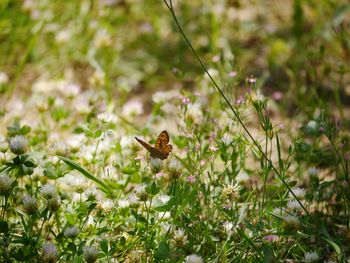 Butterfly pollinating on flower