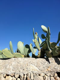 Cactus plants growing on rocks against clear blue sky