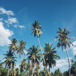 Low angle view of palm trees against blue sky