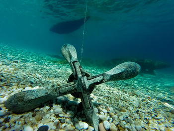 Fish swimming in sea