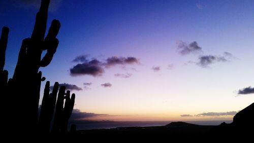 Silhouette cactus against sky during sunset